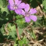 Erodium laciniatum Blomst