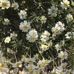 Melampodium leucanthum Flor