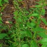 Chenopodium polyspermum Vekstform