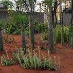 Pachypodium geayi Συνήθη χαρακτηριστικά