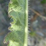 Picris hieracioides Blad