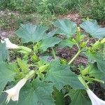 Datura stramoniumКветка