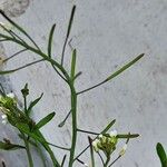 Arabidopsis thaliana Фрукт