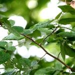 Carpinus caroliniana Leaf