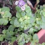 Ageratum houstonianum Flower