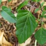 Salvia blepharophylla Leaf