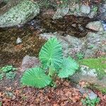 Alocasia macrorrhizos Levél