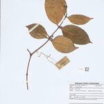 Syzygium chloranthum Anders