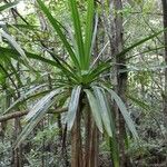 Pandanus purpurascens Hoja