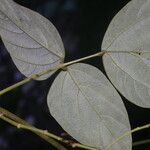 Desmodium purpusii Hoja