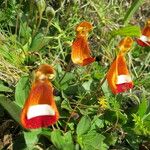 Calceolaria uniflora autre