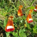 Calceolaria uniflora Άλλα