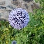 Echinops bannaticusBlodyn