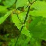 Sanicula europaea Hoja