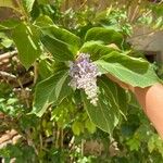 Cornutia pyramidata Λουλούδι