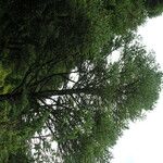 Abies spectabilis موطن