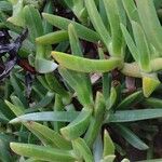 Carpobrotus edulis Folha