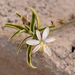 Chlorophytum comosumFlor