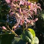 Calodendrum capense Kvet