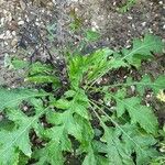 Echinops bannaticus Hábito