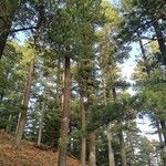 Pinus peuce Листок