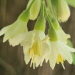 Styrax officinalis Цвят