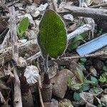 Silphium terebinthinaceum Leaf