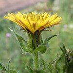 Helminthotheca echioides Flor