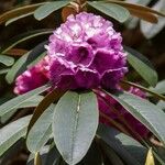 Rhododendron niveum 花