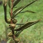 Heimia salicifolia Fruit