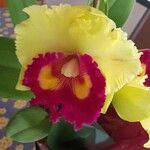 Cattleya wittigianaFiore