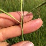 Dichanthium aristatum Flors