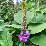 Pueraria montana Λουλούδι