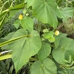 Abutilon grandifolium List