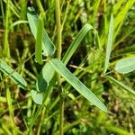 Macroptilium lathyroides Leaf