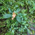 Impatiens glanduliferaFlower