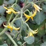 Solanum lycopersicum Kwiat