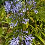 Agapanthus africanusÇiçek