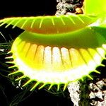 Dionaea muscipula Blad