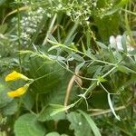 Lathyrus pratensis Leaf