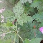 Geranium × oxonianum Leaf