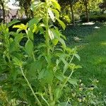 Stevia rebaudiana Habit