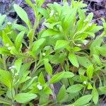 Myosotis sparsiflora Hoja