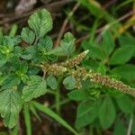 Amaranthus polygonoides Λουλούδι