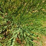 Sequoiadendron giganteumLeaf