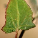 Atriplex glabriuscula Folla