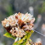 Monticalia flosfragrans Fruct
