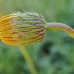 Haplopappus glutinosus Fruit