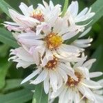 Symphyotrichum lanceolatum Кветка