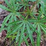 Helleborus foetidus Hoja